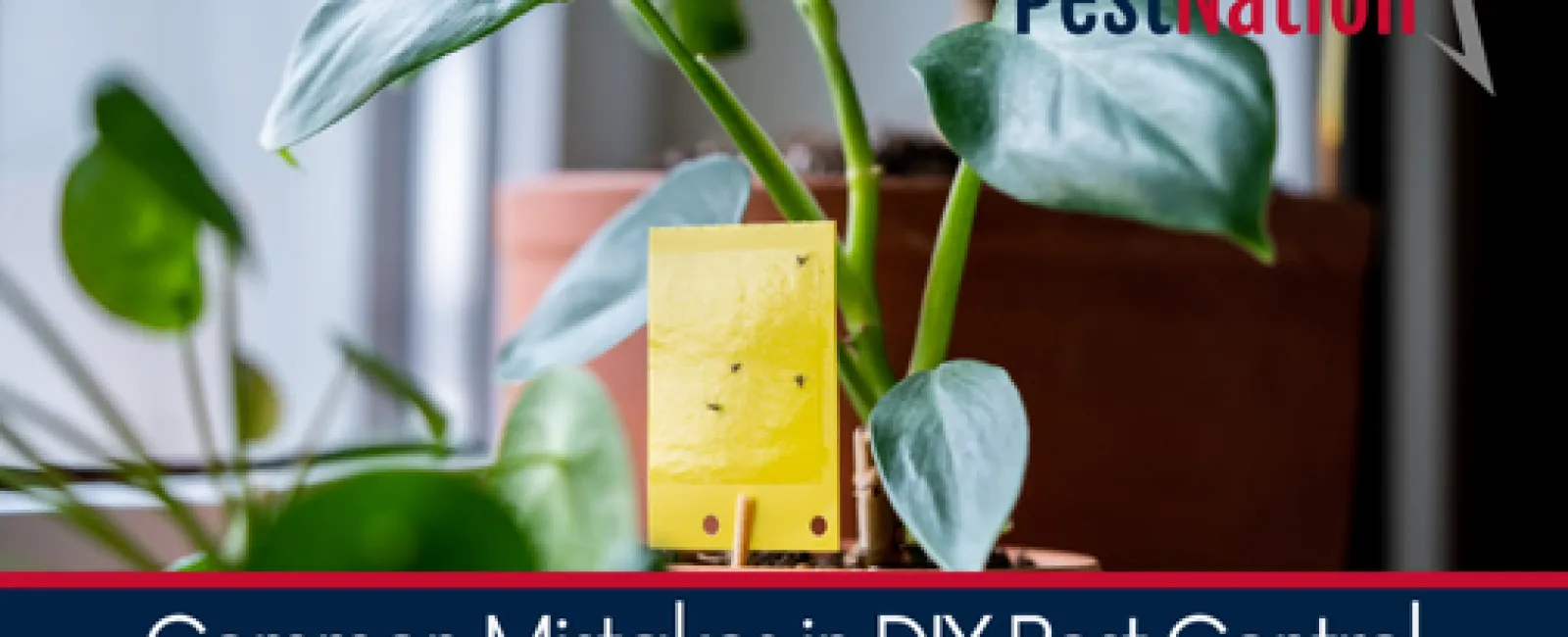 Common Mistakes in DIY Pest Control and How to Avoid Them