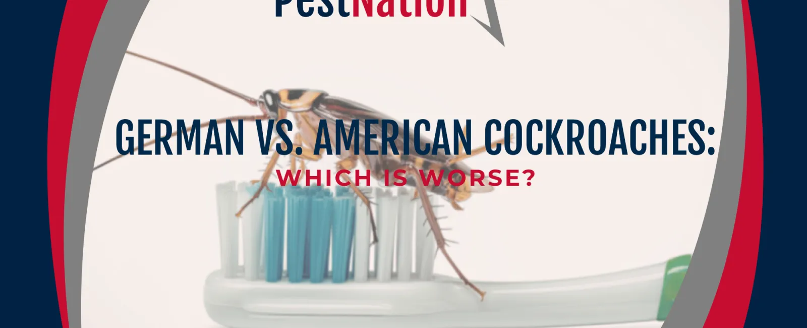 German vs. American Cockroaches: Which Is Worse?