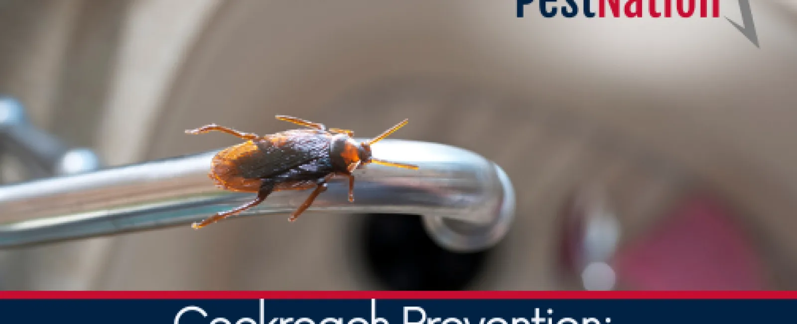 Cockroach Prevention: Why Fall Matters Most