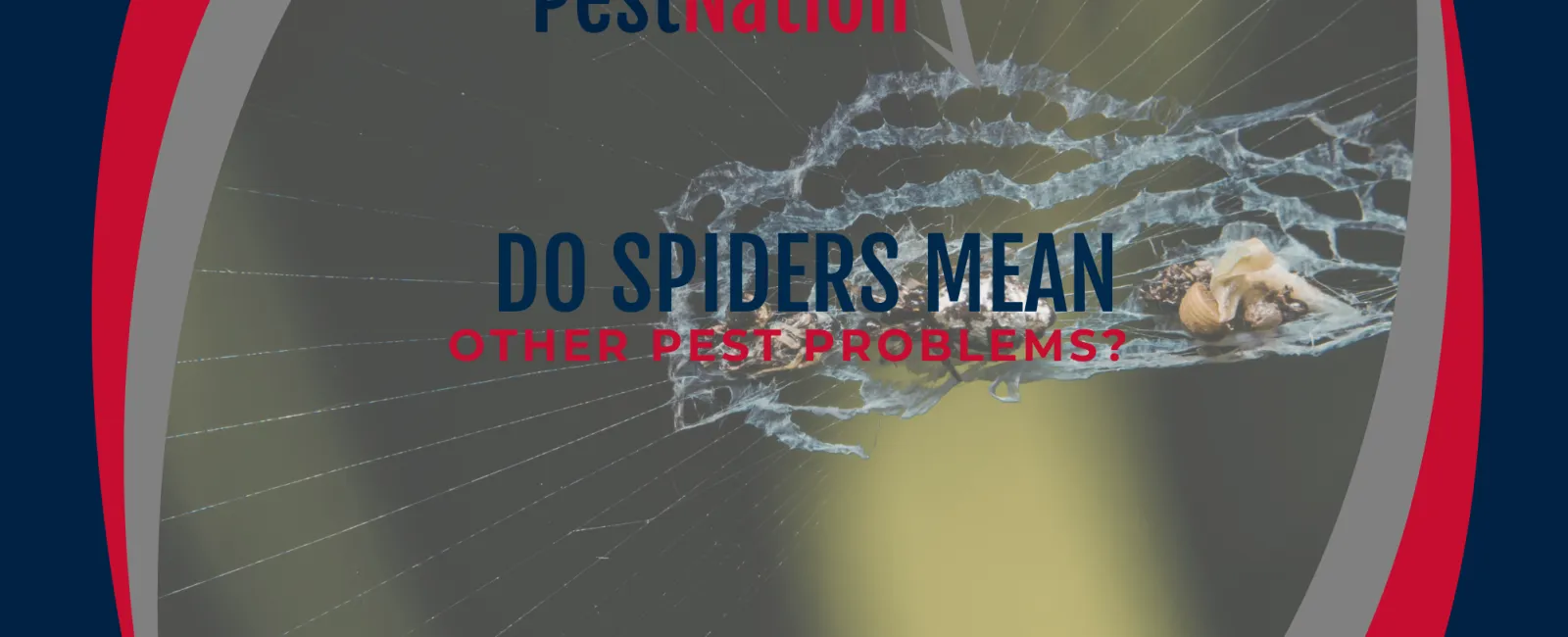 Do Spiders Mean Other Pest Problems?