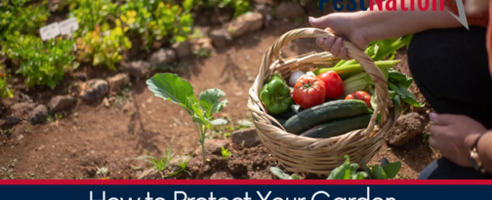 How to Protect Your Garden Without Harming Beneficial Insects