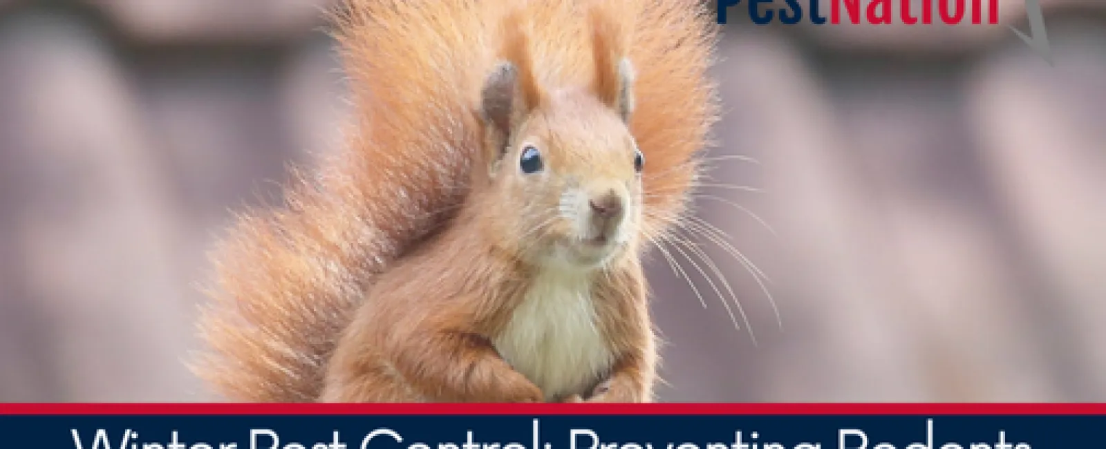 Winter Pest Control: Preventing Rodents from Invading Your Home