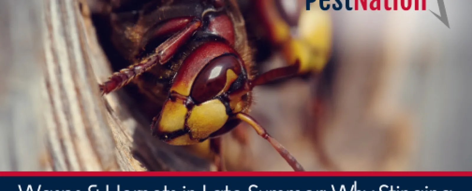 Wasps & Hornets in Late Summer: Why Stinging Insects Peak in July and What You Can Do About It