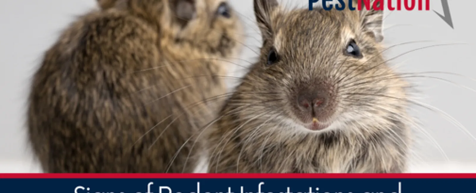 Signs of Rodent Infestations and How to Address Them