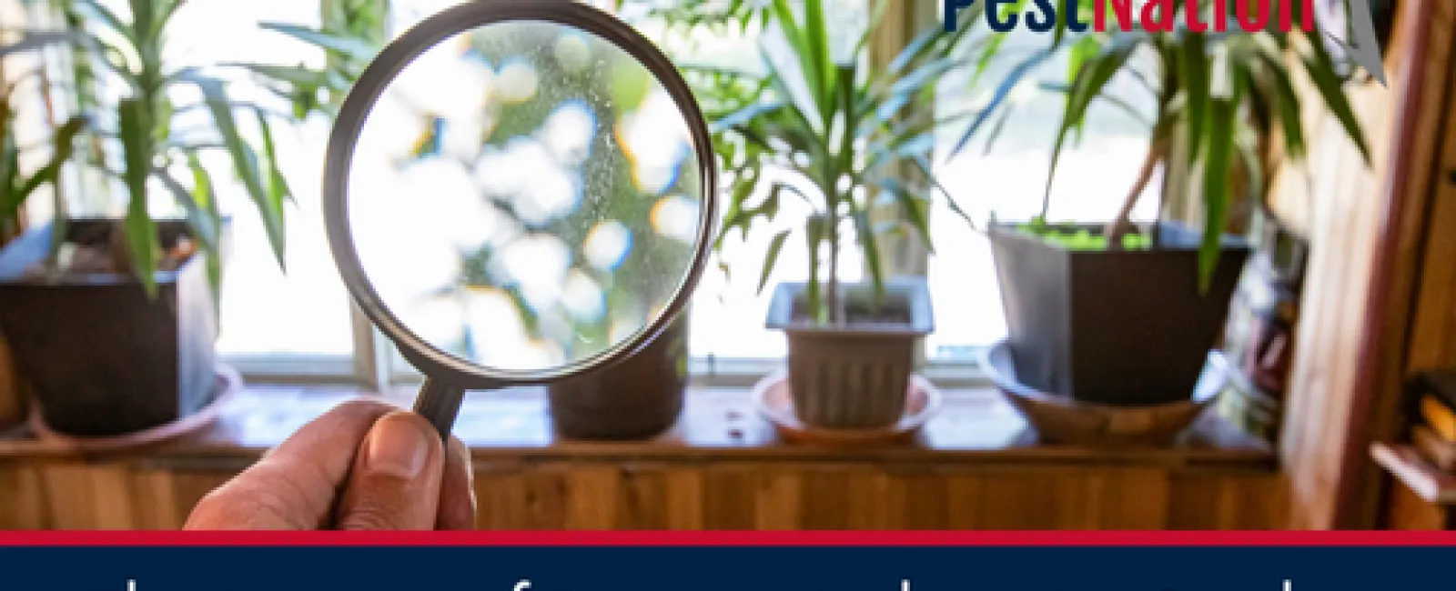 The Impact of Pests on Indoor Air Quality