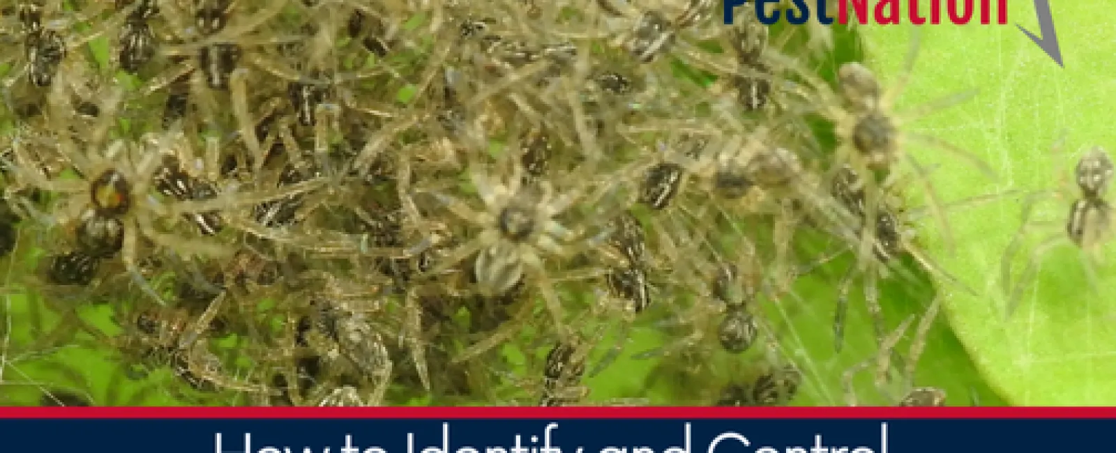 How to Identify and Control Spider Infestations in Homes