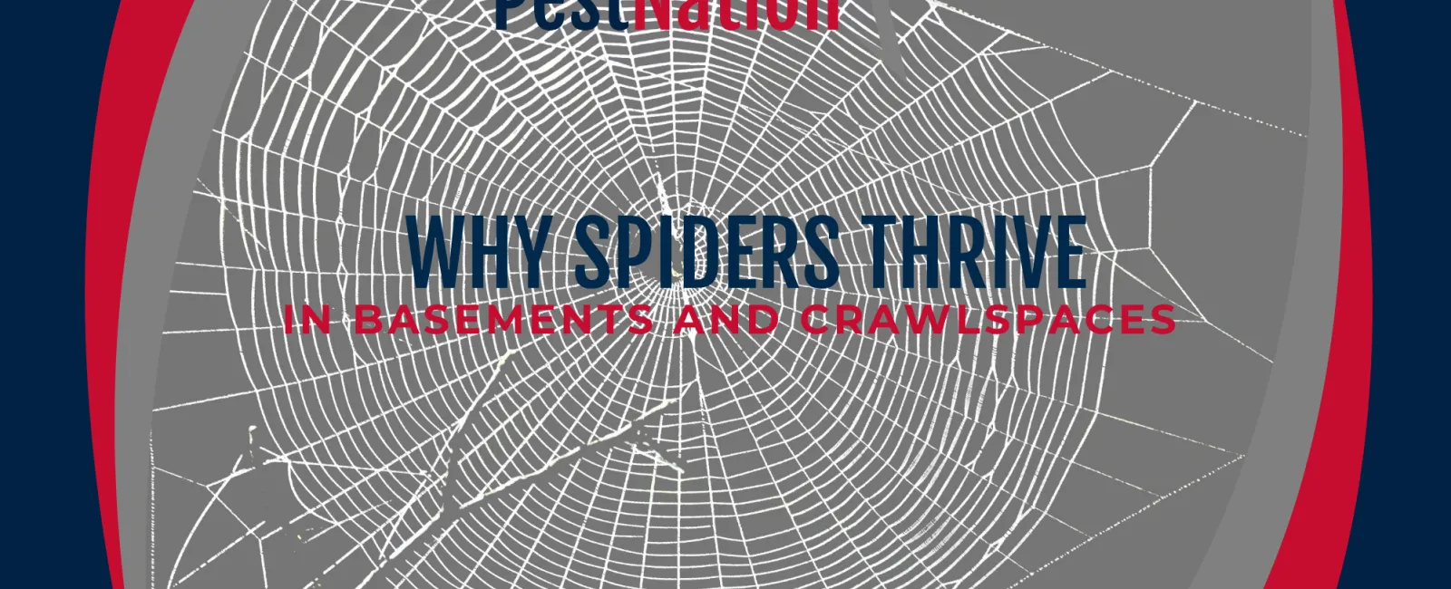Why Spiders Thrive in Basements and Crawlspaces