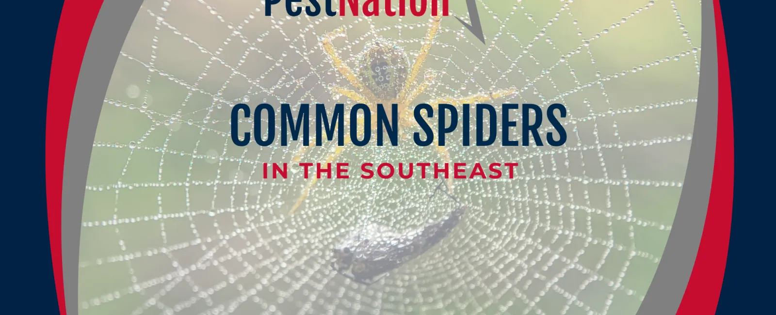 Common Spiders in the Southeast