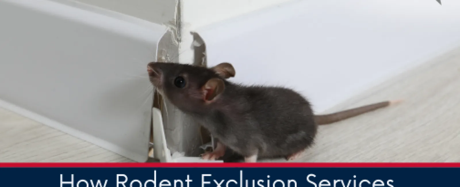 Black mouse near damaged baseboard in home with text about rodent exclusion services for safety.