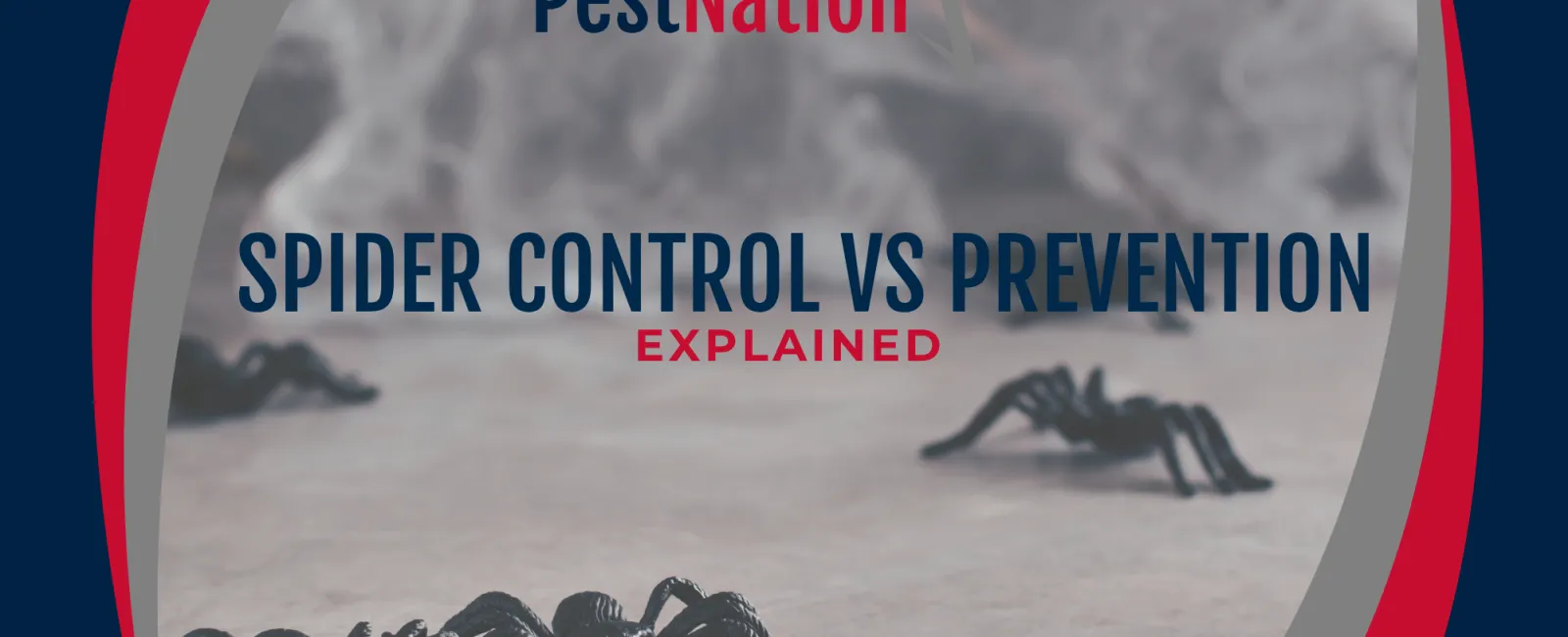 Spider Control vs Prevention Explained