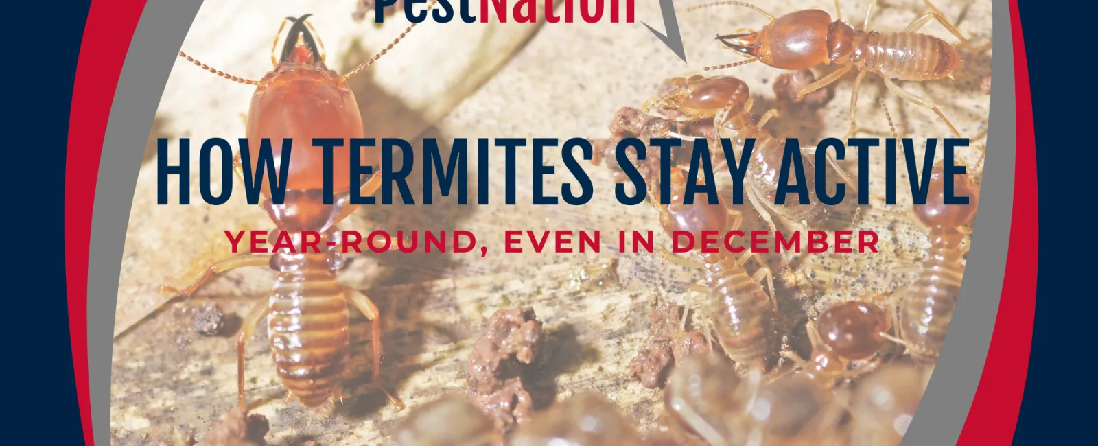How Termites Stay Active Year-Round, Even in December