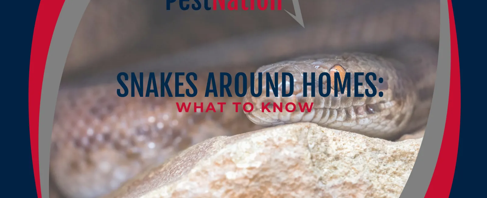 Snakes Around Homes: What to Know