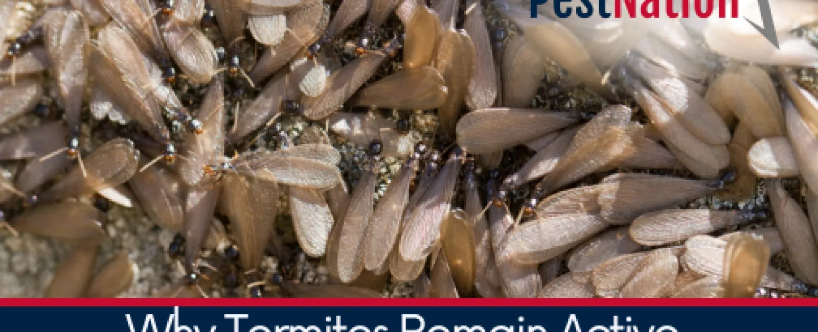 Why Termites Remain Active After Swarm Season