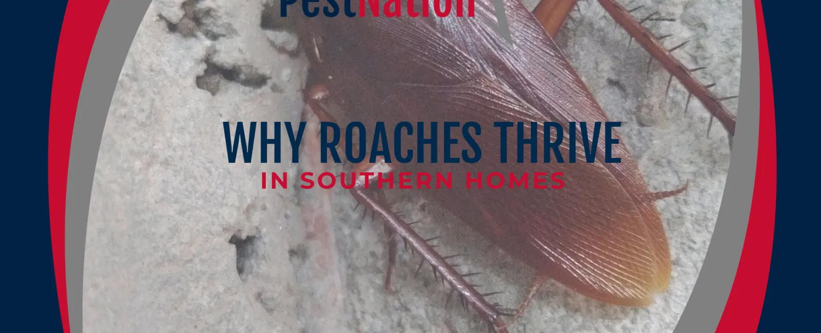 Why Roaches Thrive in Southern Homes