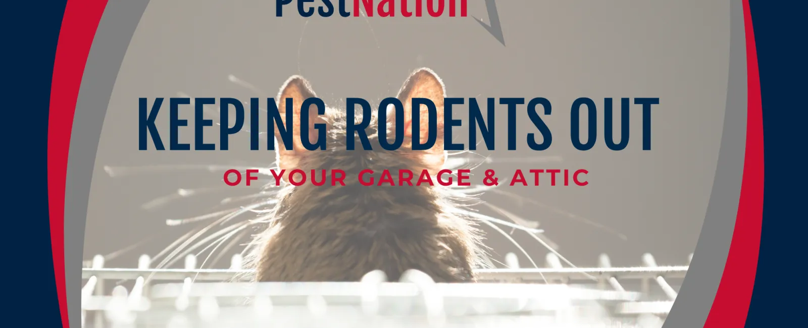 Keeping Rodents Out of Your Garage & Attic