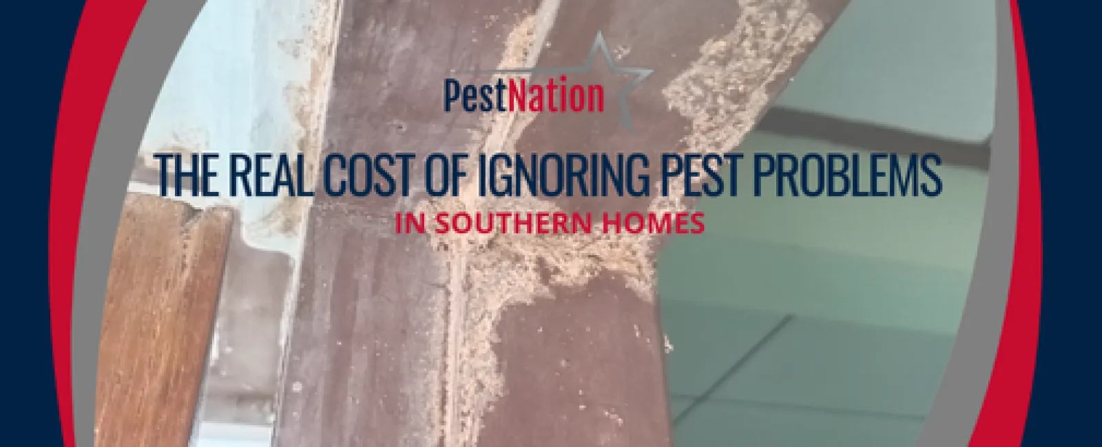 The Real Cost of Ignoring Pest Problems in Southern Homes
