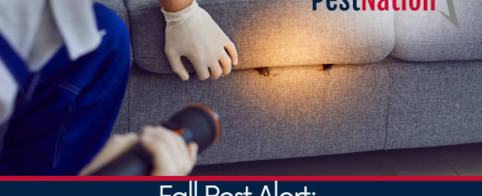 Fall Pest Alert: September Invaders in Your Home