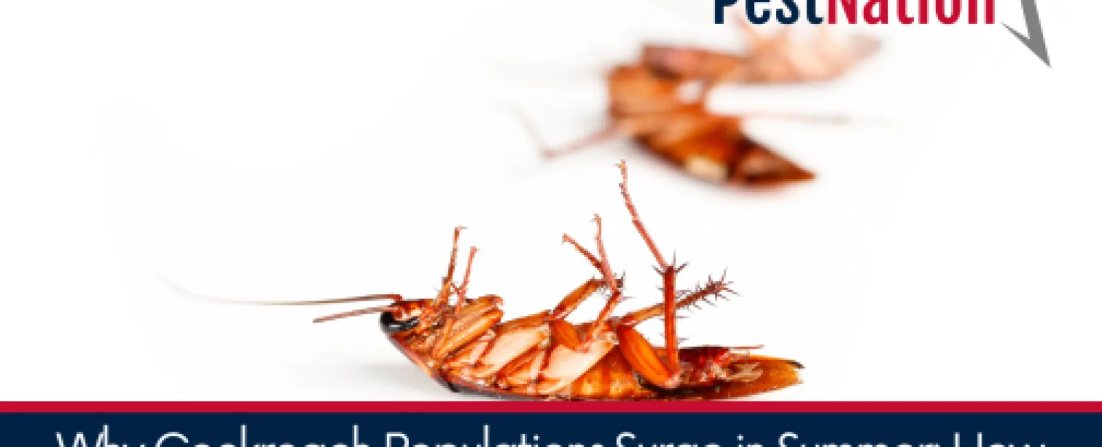 Why Cockroach Populations Surge in Summer: How Heat, Humidity, and Professional Pest Control Intersect
