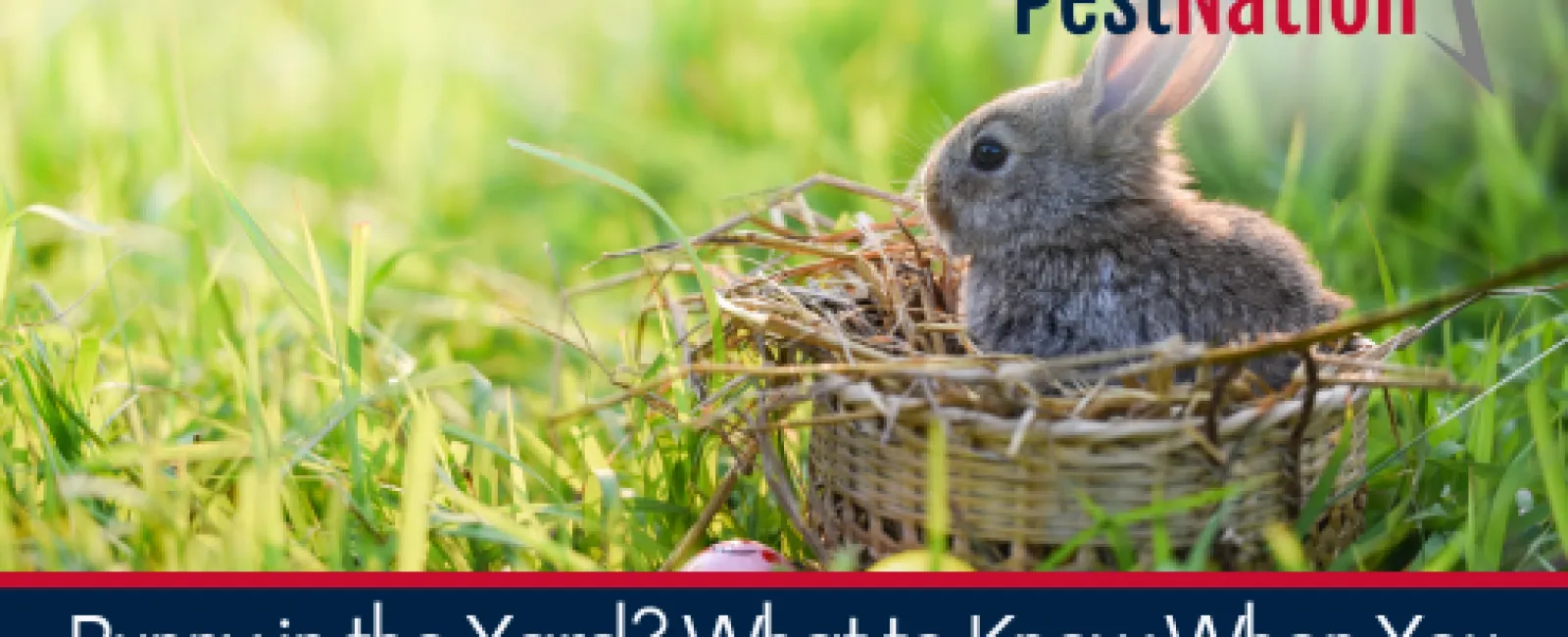 Bunny in the Yard? What to Know When You Find Wildlife During an Inspection
