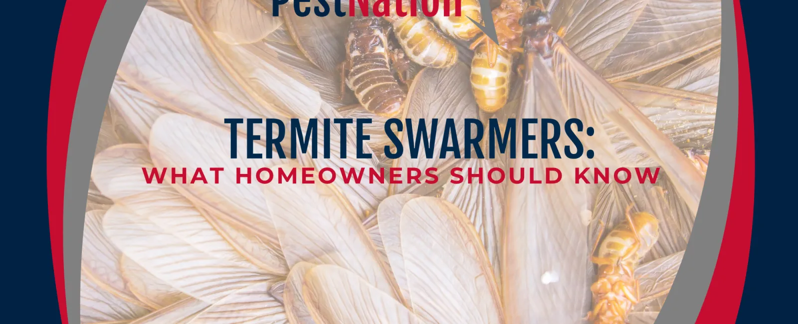 Termite Swarmers: What Homeowners Should Know