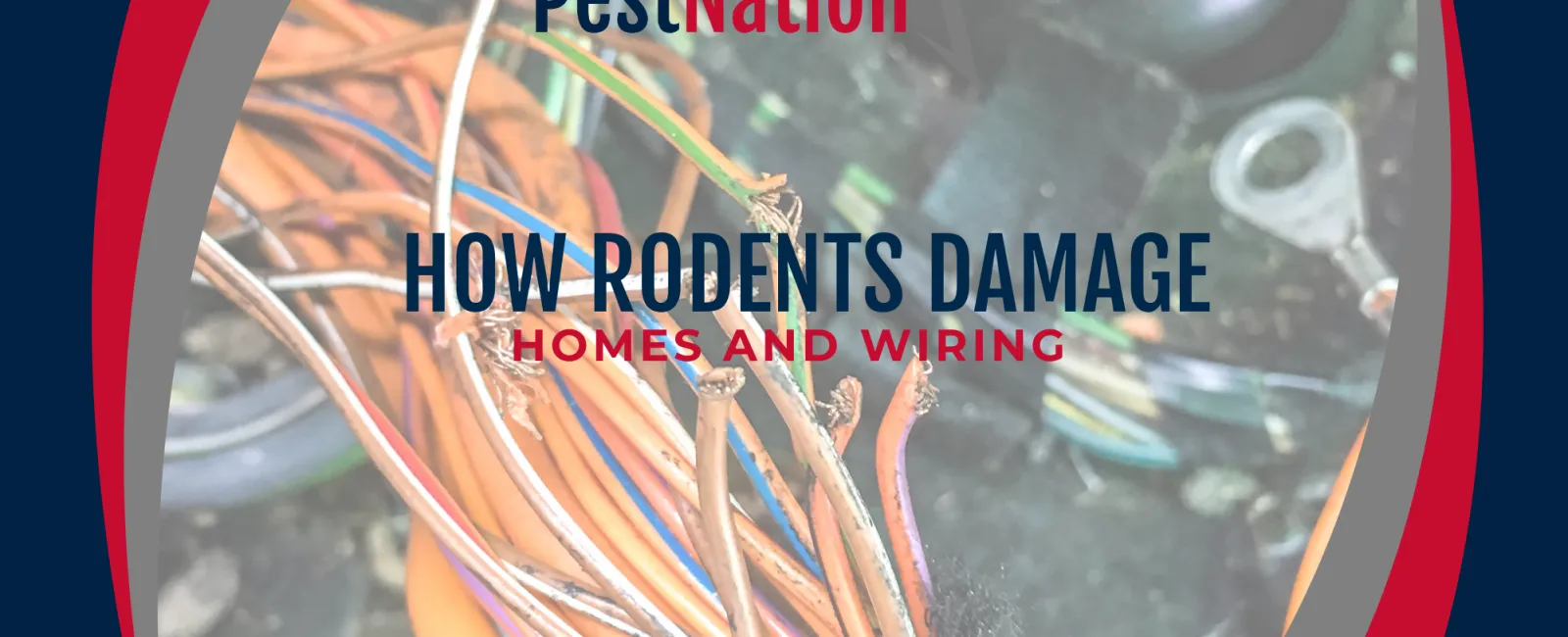 How Rodents Damage Homes and Wiring