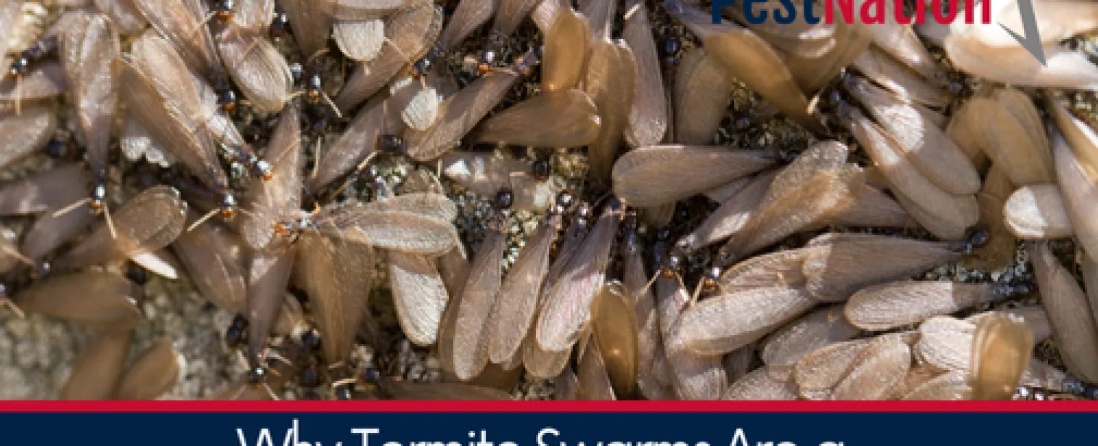 Why Termite Swarms Are a Warning Sign for Homeowners