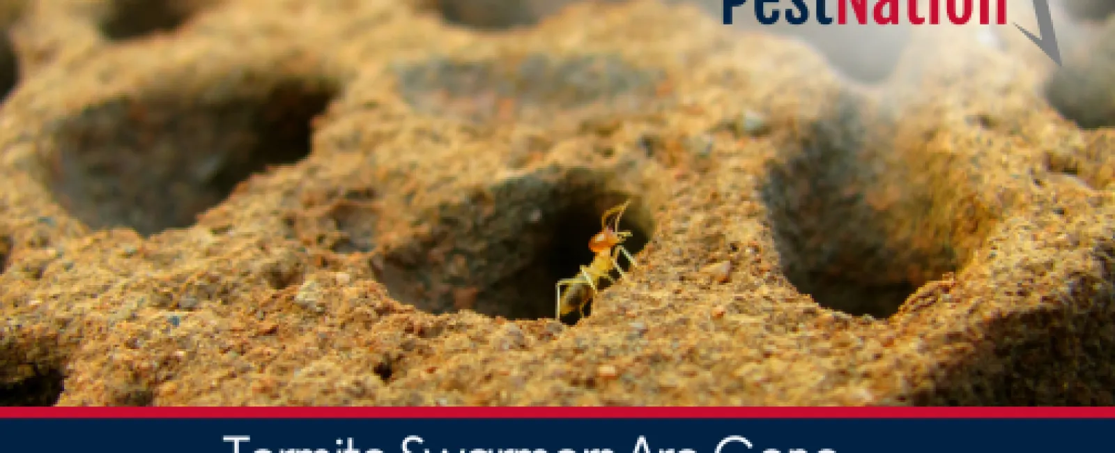 Termite Swarmers Are Gone—But the Colony May Still Be Active