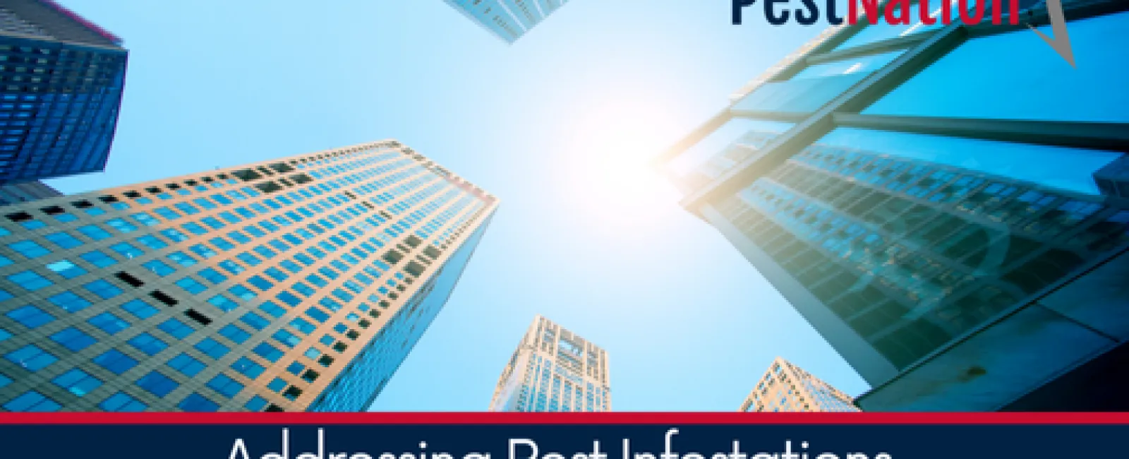 Addressing Pest Infestations in High-Rise Buildings