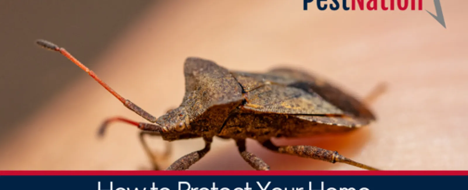 How to Protect Your Home Against Invasive Species