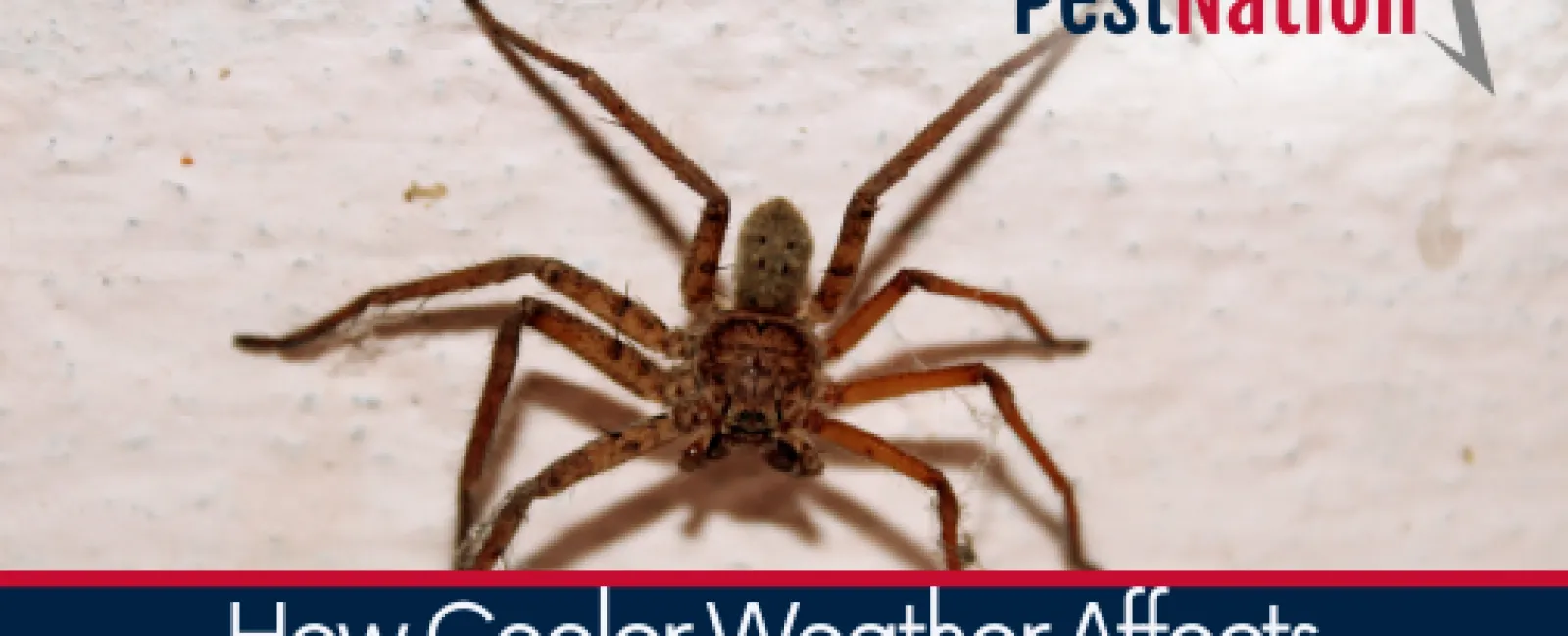 How Cooler Weather Affects Pest Behavior