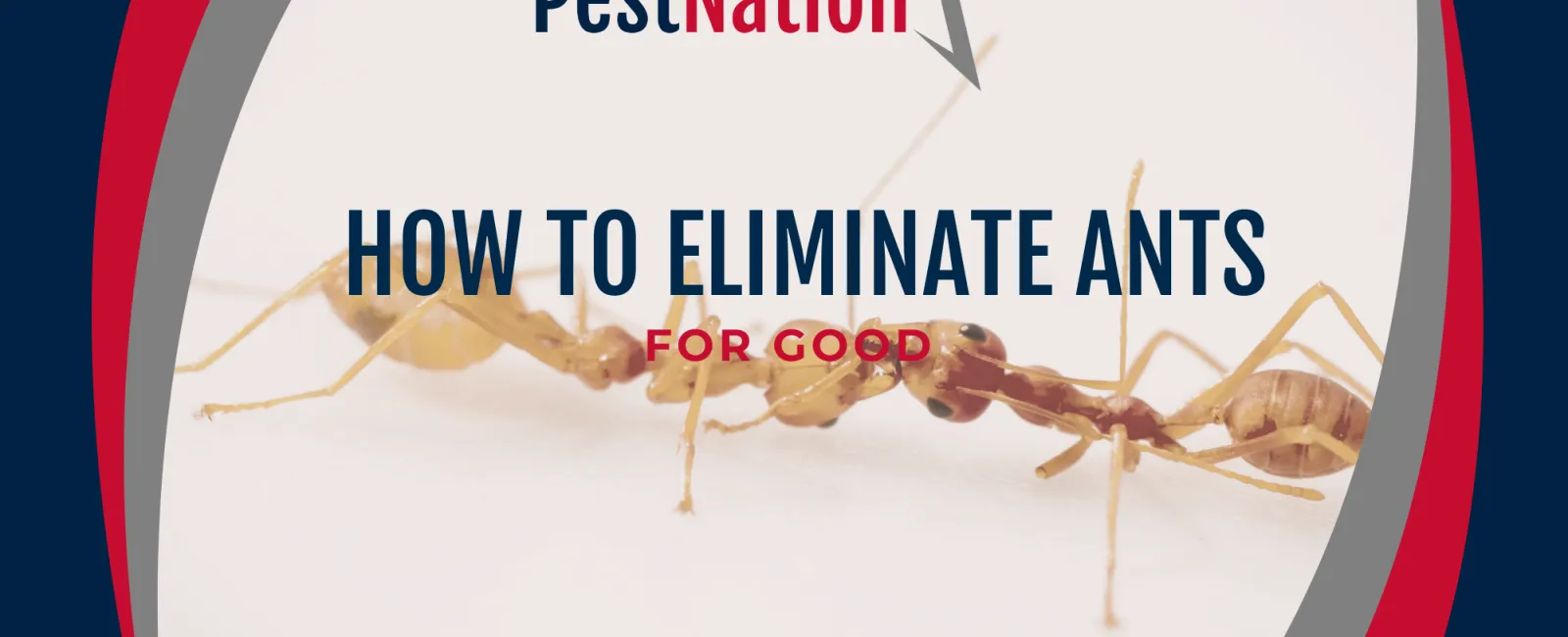 How to Eliminate Ants for Good