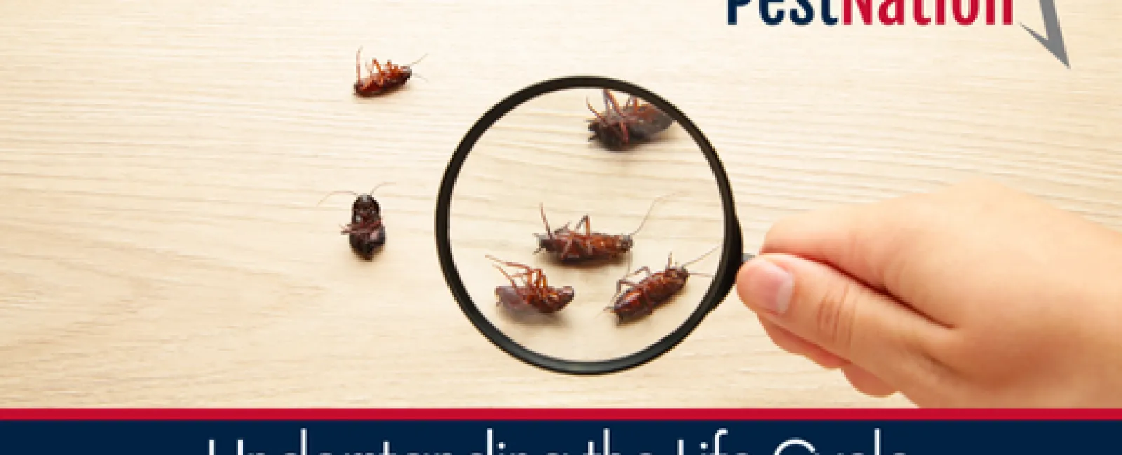 Understanding the Life Cycle of Common Pests