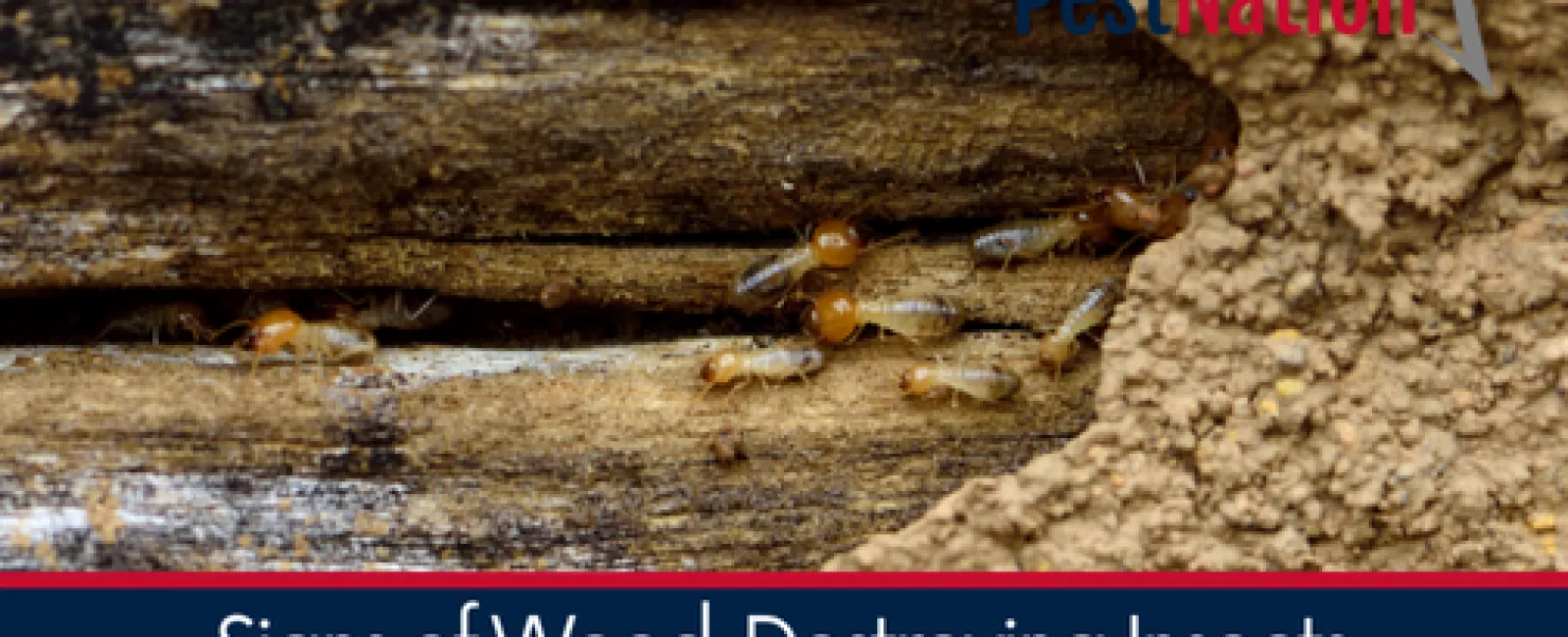 Signs of Wood-Destroying Insects and How to Address Them