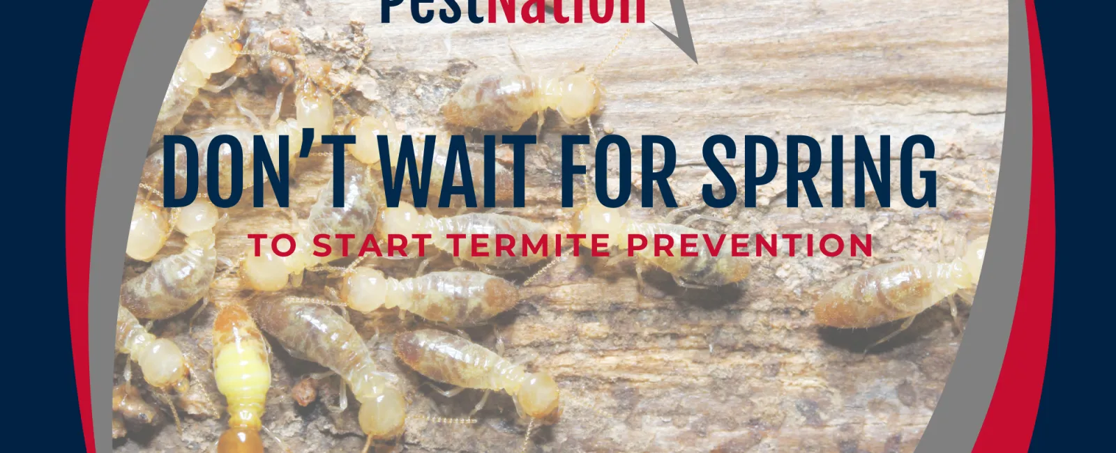Don’t Wait for Spring to Start Termite Prevention