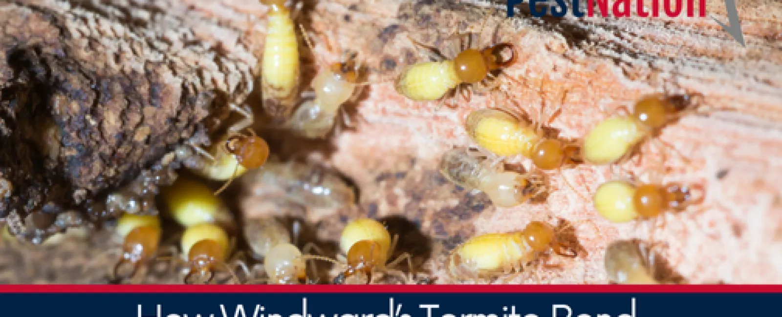 How PestNation’s Termite Bond Protects Your Biggest Investment