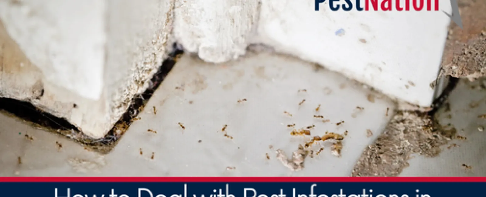 How to Deal with Pest Infestations in Hard-to-Reach Areas
