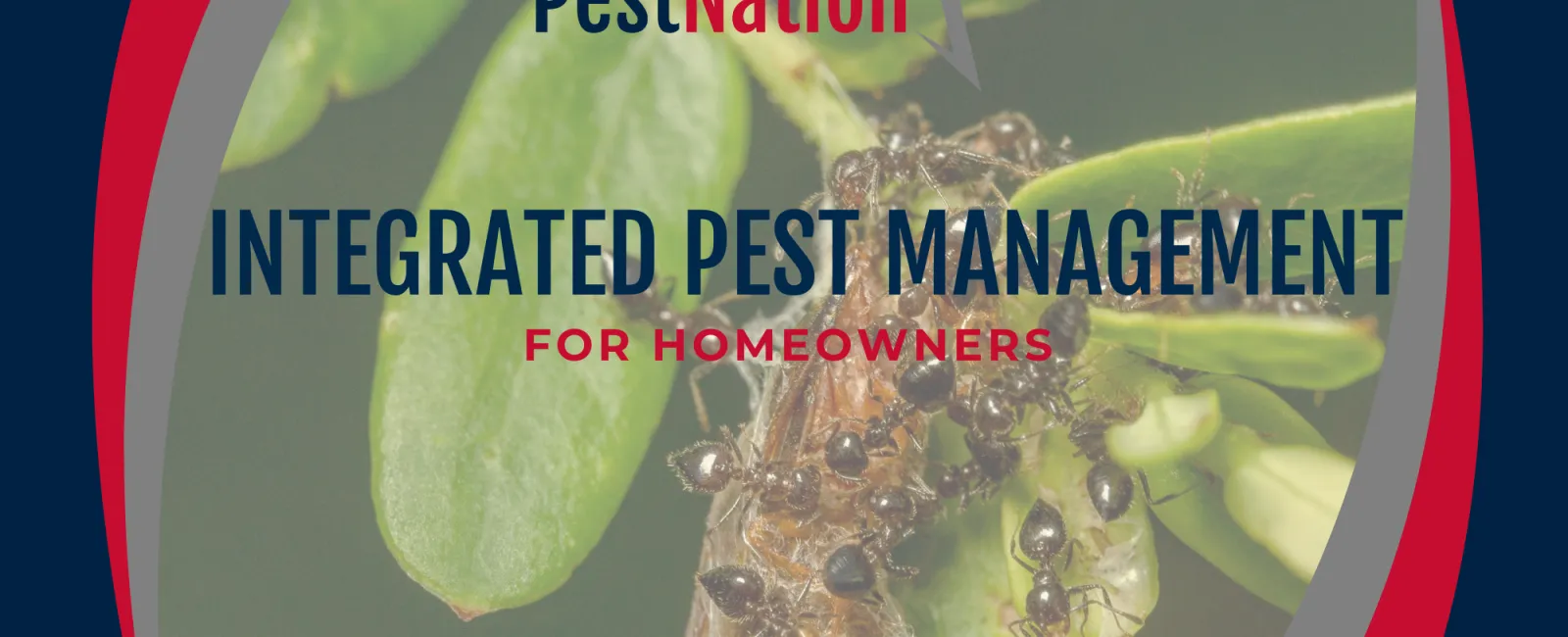 Integrated Pest Management for Homeowners