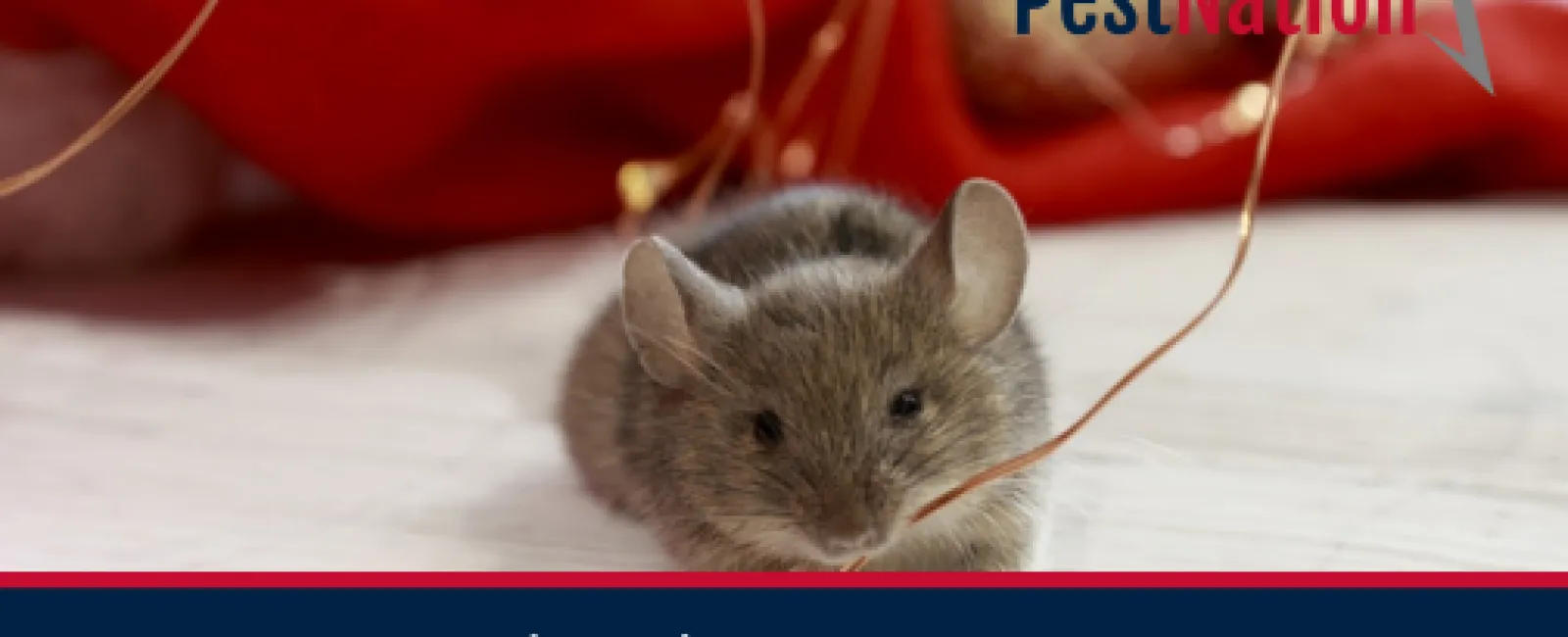 3 Habits that Attract Pests