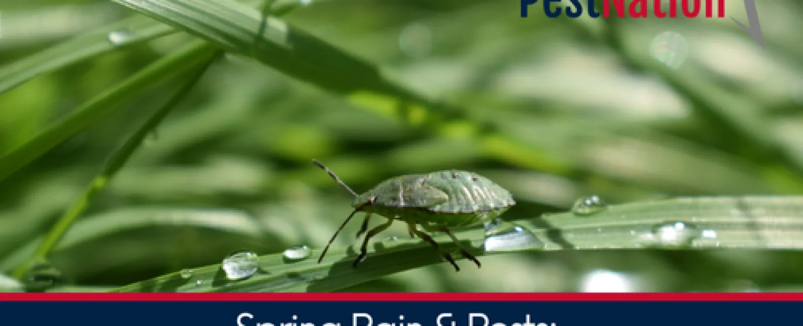 Spring Rain & Pests: Why Wet Weather Brings More Bugs