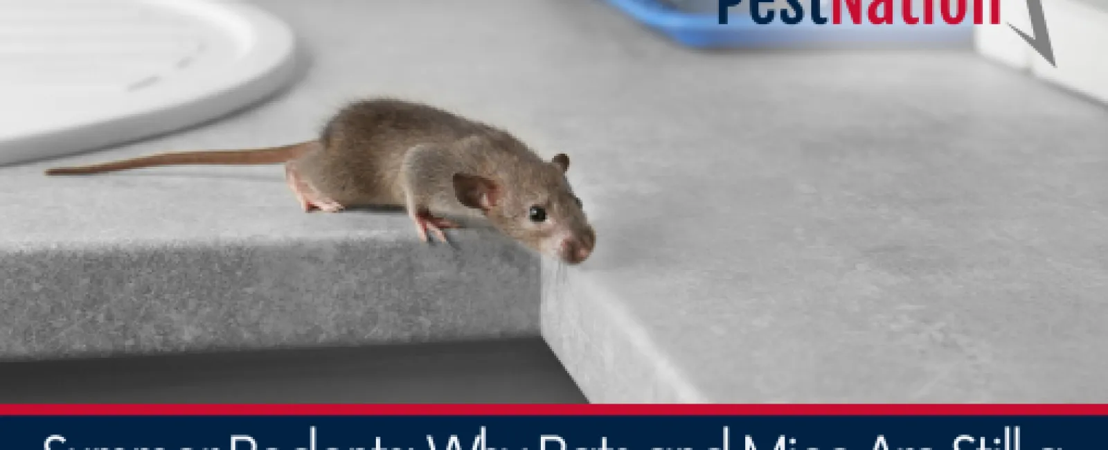 Summer Rodents: Why Rats and Mice Are Still a Serious Problem in the Hottest Months