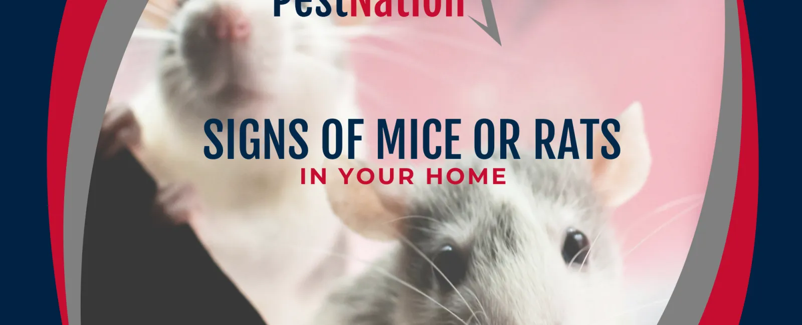 Signs of Mice or Rats in Your Home