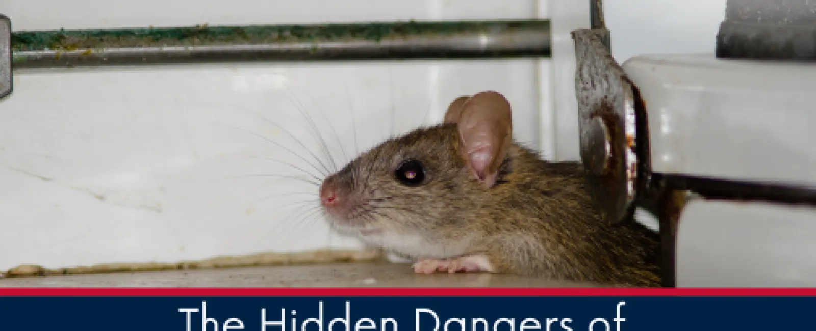 The Hidden Dangers of Rodent Infestations at Home