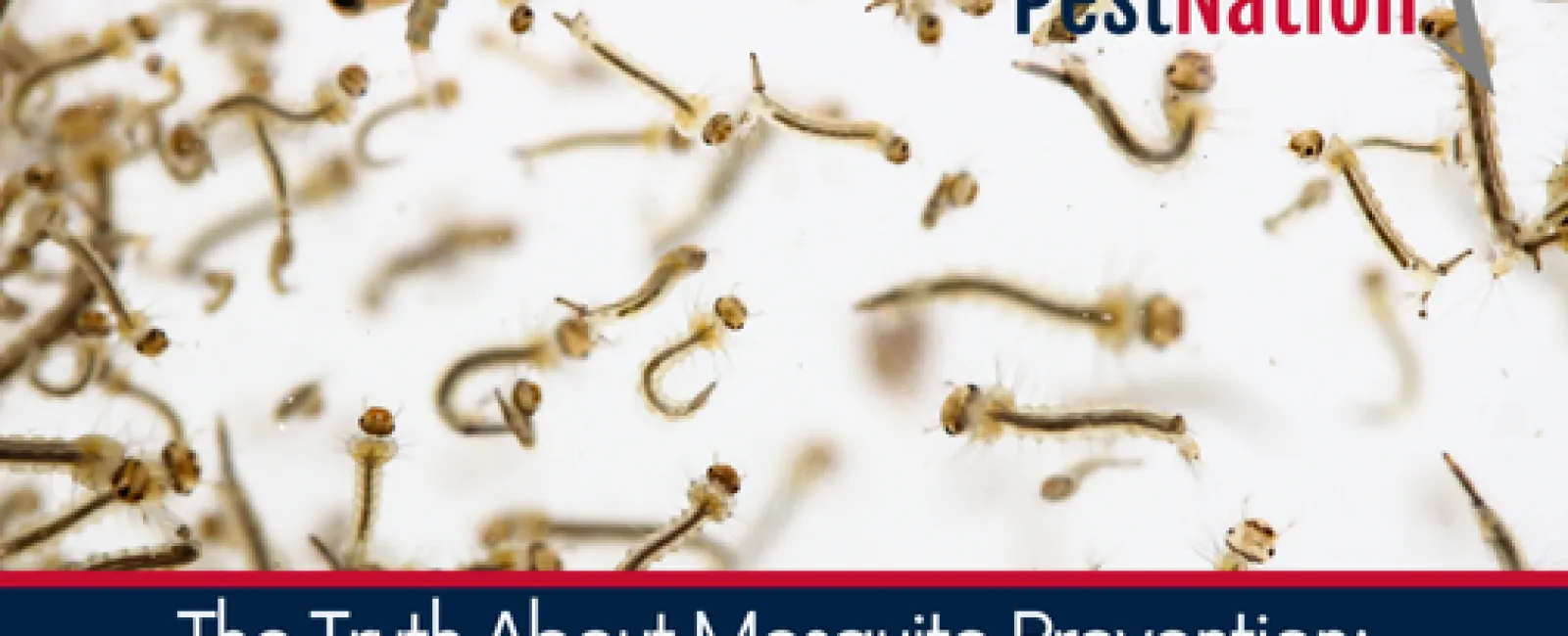 The Truth About Mosquito Prevention: Why It Starts in March
