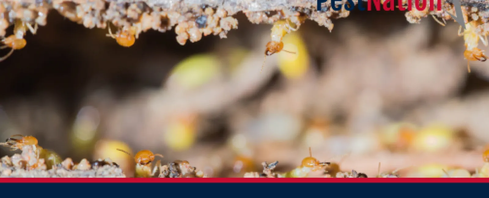 How Termites Are Still a Threat in May