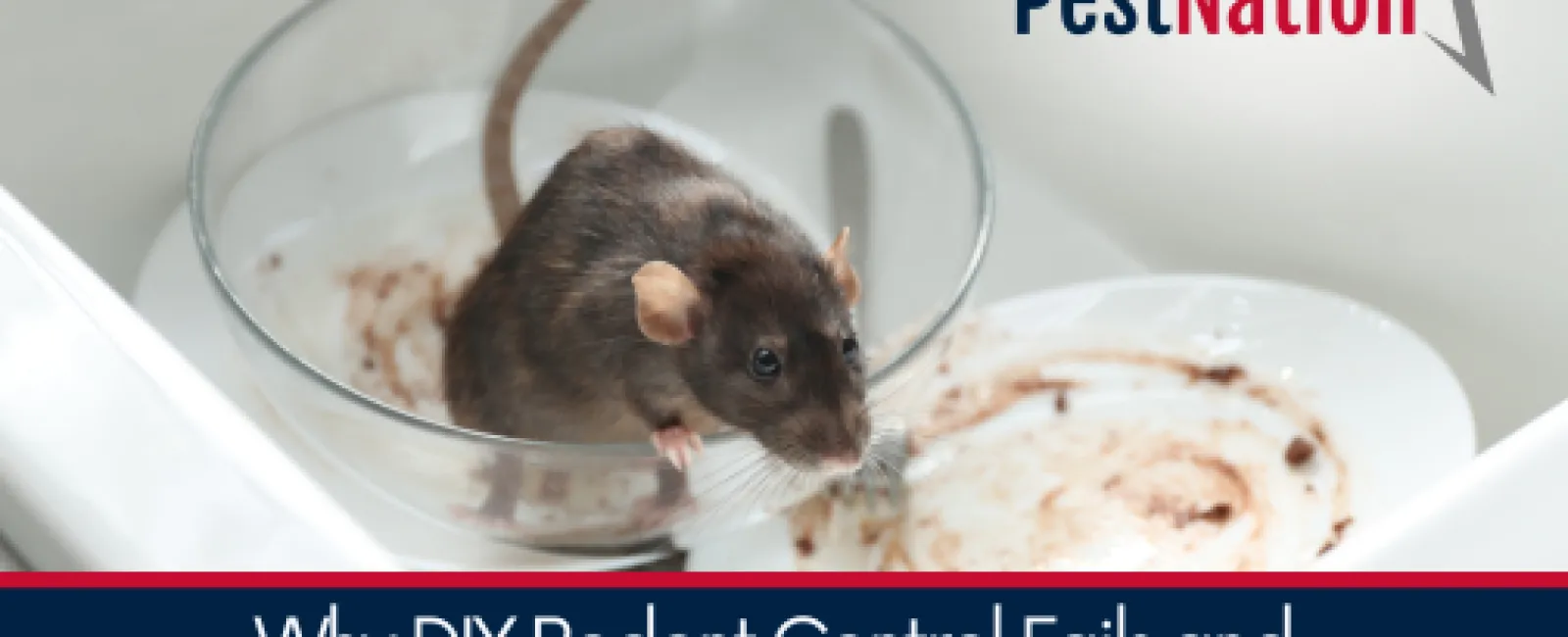 Why DIY Rodent Control Fails and What Pros Do Better