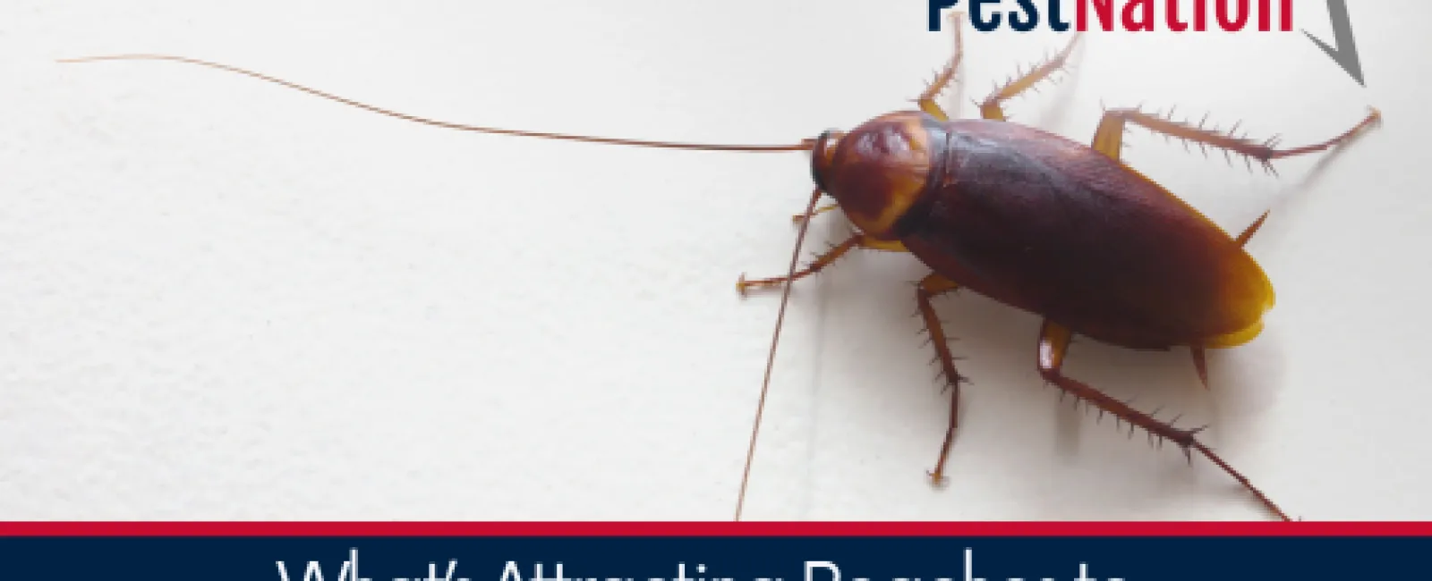 What’s Attracting Roaches to Your Home This Summer?