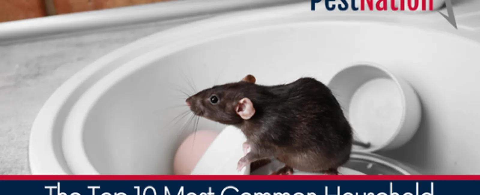 The Top 10 Most Common Household Pests and How to Identify Them