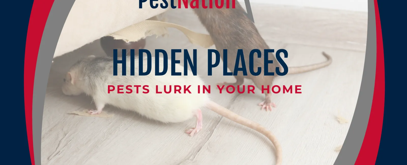 Hidden Places Pests Lurk in Your Home