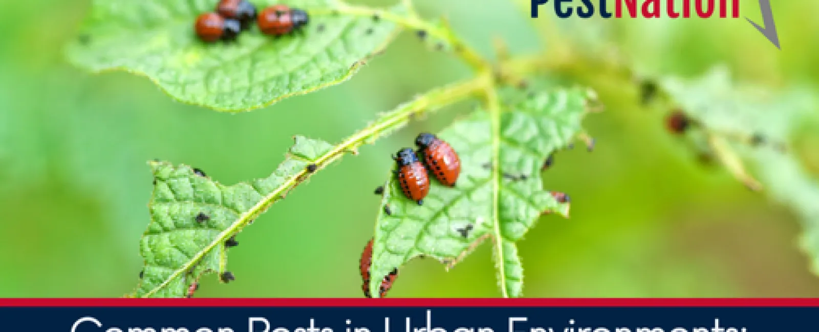 Common Pests in Urban Environments: Identification and Control