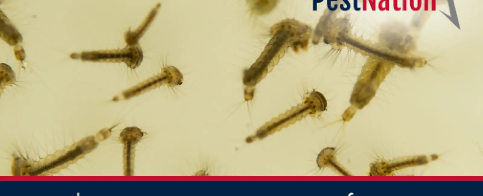 Why Mosquitoes Are Worse After Rain?